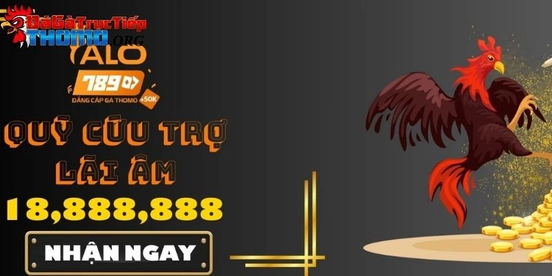 Đá gà trực tiếp Thomo